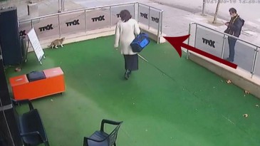 Ankara’da bir kadın hamile kediye önce vurdu sonra da elindeki çantayı fırlattı