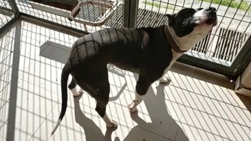 Manisa’da pitbull saldırısına uğrayan 2 polis yaralandı