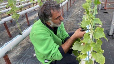Türkiye’de bir ilk: Beykoz’da balık gübresiyle tarım