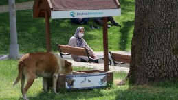 İstanbul’da en fazla sokak hayvanı barındıran ilçe Beykoz