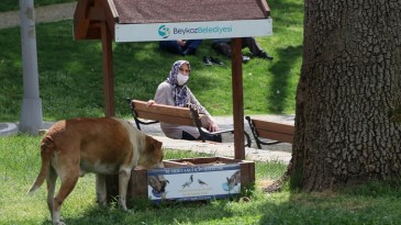 İstanbul’da en fazla sokak hayvanı barındıran ilçe Beykoz
