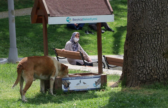 İstanbul’da en fazla sokak hayvanı barındıran ilçe Beykoz