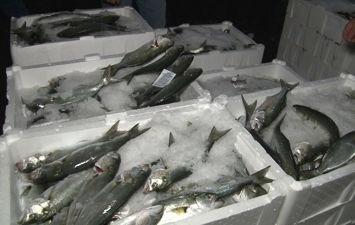 Beykoz’daki balık bolluğu tezgahları dolduruyor