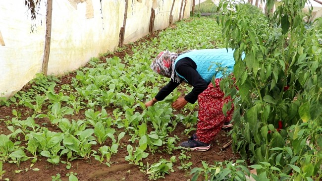 Beykozlu Kadın Çiftçi “Alım Garantili Tarımı Sevdi!
