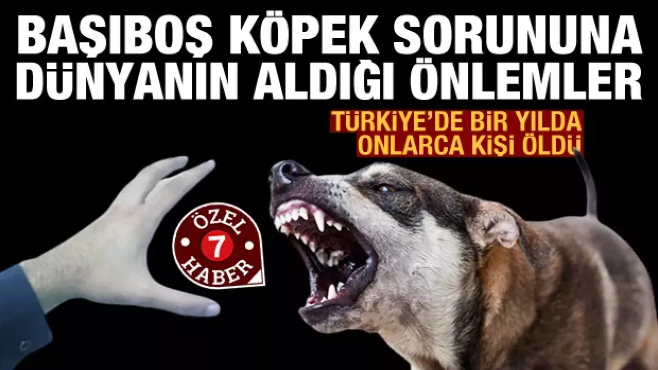 Dünya başıboş köpek sorununa karşı hangi önemleri alıyor? Türkiye’de bir yılda çok sayıda kişi öldü