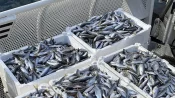 Boğaz’da kaçak trol ağında 400 kilogram balık ele geçirildi