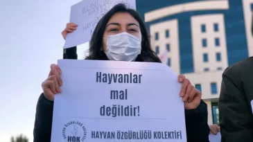 Beykoz Barınağı veterineri: Kutuda unutulup açlıktan ölen kediler var