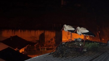 Beykoz’daki caminin kubbesi 11 yıldır leyleklere yuva oluyor