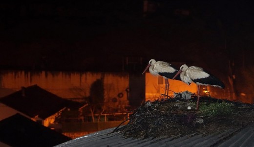 Beykoz’daki caminin kubbesi 11 yıldır leyleklere yuva oluyor